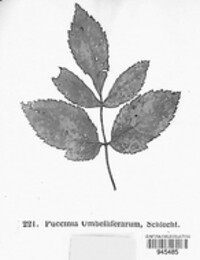 Puccinia tumida image